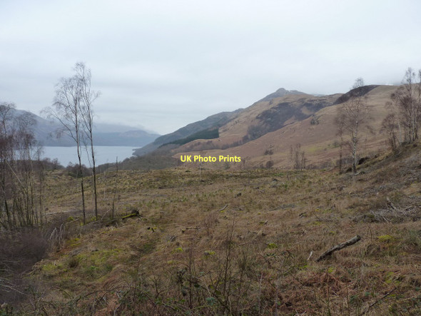 Photo 6"x4" Forest felling allows a view to Ptarmigan Rowardennan c2011