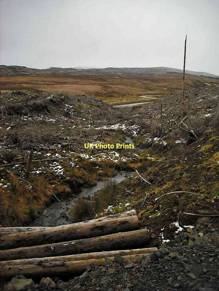 Photo 6"x4" Unnamed burn in the forest (2) Peiness c2011