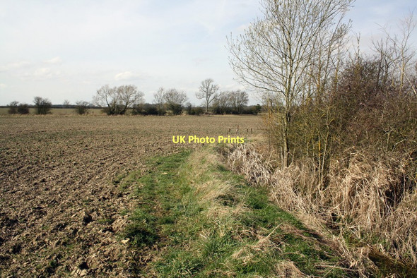 Photo 6"x4" Bulrushes in ditch beside ploughed field Barnard Gate c2011