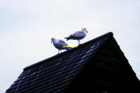 Photo 6"x4" Hastings - 1987 Hastings\/TQ8110 c1987 P2
