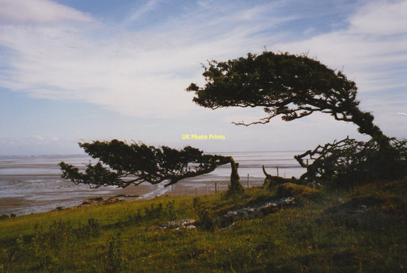 Photo 6"x4" Windswept hedging on Hunphrey Head Kents Bank\/SD3976 c1997