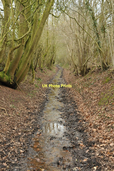 Photo 6"x4" Sunken bridleway Lower Bentley c2011