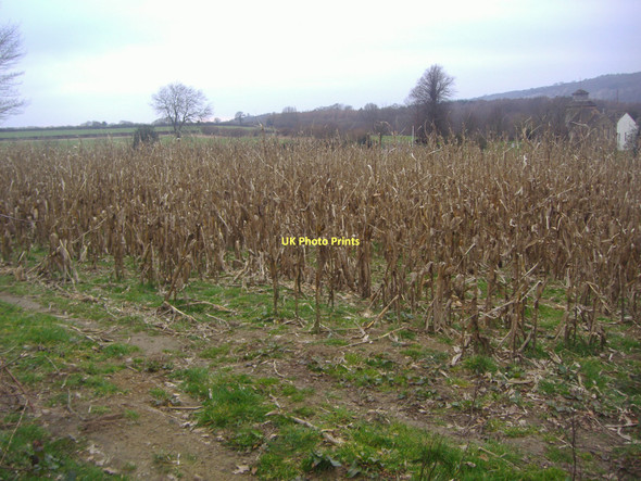 Photo 6"x4" Fields by A25, Wotton Wotton\/TQ1247 c2011