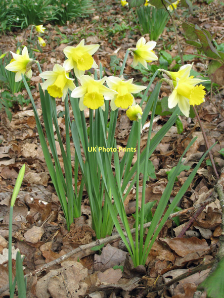 Photo 6"x4" Blooming under the winter canopy Shaw Common c2011