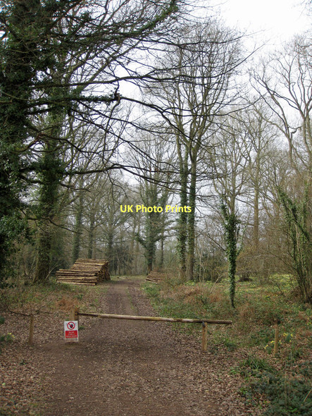 Photo 6"x4" Woodland track, Shaw Common Shaw Common c2011