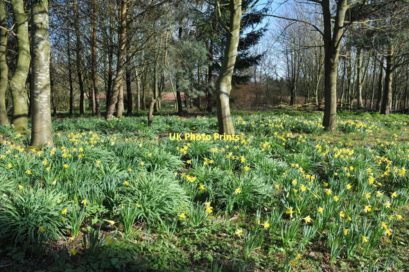 Photo 6"x4" Wild daffodils near Anthony's Cross Anthony's Cross c2011