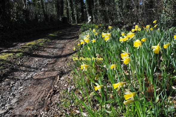 Photo 6"x4" Wild daffodils, Taynton Anthony's Cross c2011