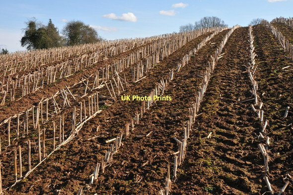 Photo 6"x4" Maize stubble Anthony's Cross c2011