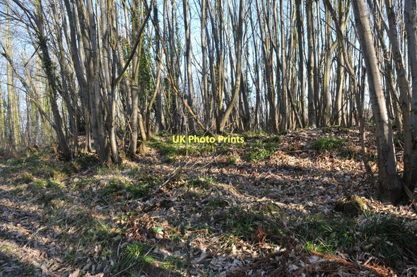 Photo 6"x4" Coppiced woodland Glasshouse c2011