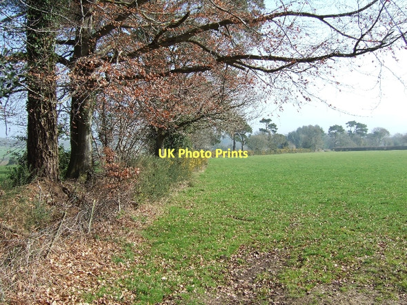 Photo 6"x4" Hedge, bank and trees on Rockbeare Hill West Hill\/SY0694 c2011
