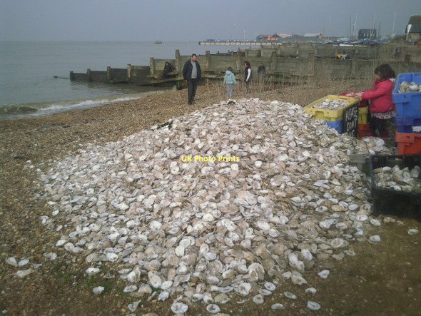 Photo 6"x4" A pile of discarded oyster shells, Whitstable Whitstable c2011