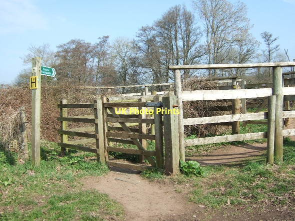 Photo 6"x4" Footpath beside the River Otter Harpford c2011