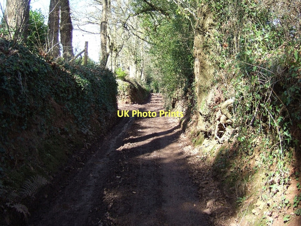 Photo 6"x4" Cheynegate Lane Pinhoe c2011