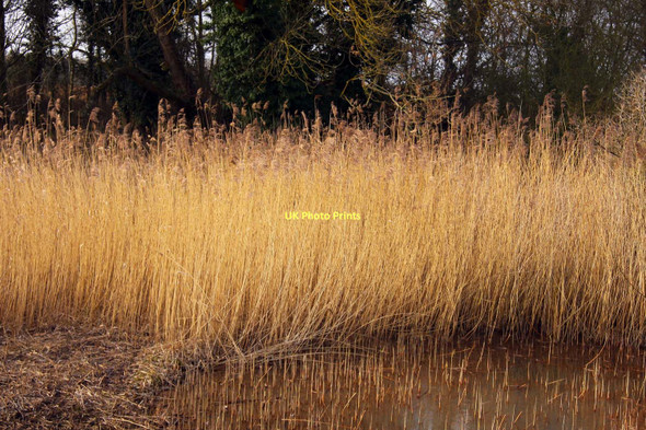 Photo 6"x4" Reeds in Lashford Lane Fen Bessels Leigh c2011
