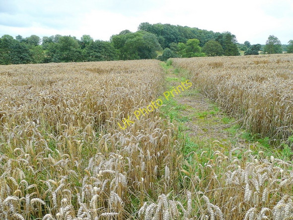 Photo 6"x4" Footpath across a wheatfield Perrystone Hill c2009