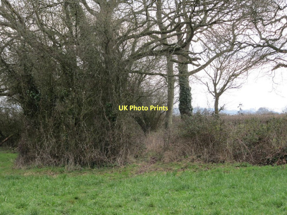 Photo 6"x4" Back to the copse Glastonbury c2011