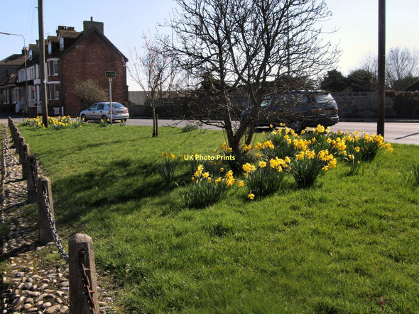Photo 6"x4" Daffodils near Winchelsea Road Rye c2011