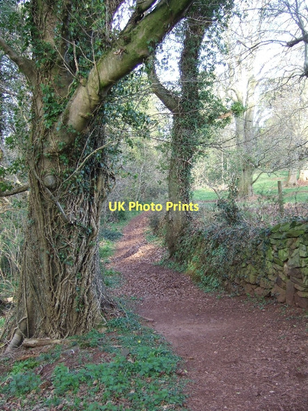Photo 6"x4" Bridlepath and walls at Killerton Columbjohn c2011