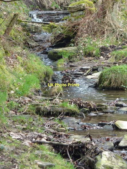 Photo 6"x4" Birley Brook Freebirch c2011