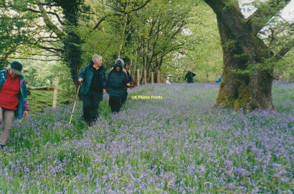 Photo 6"x4" Footpath through a bluebell wood near Crai Crai c2000