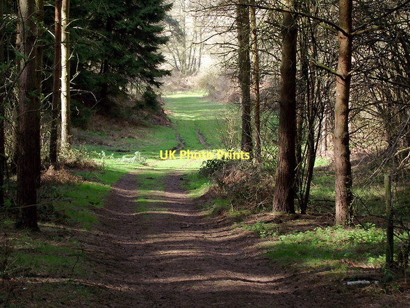 Photo 6"x4" Footpath through the trees near Beckbury, Shropshire Beckbury\/SJ7601 c2011