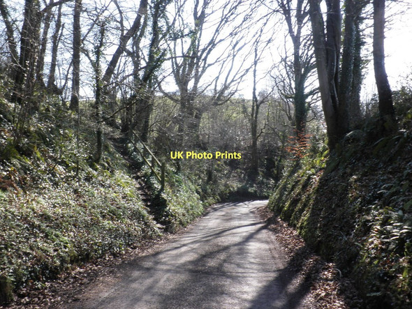 Photo 6"x4" Tree-lined country lane, near Kingswood Newton\/ST1038 c2011