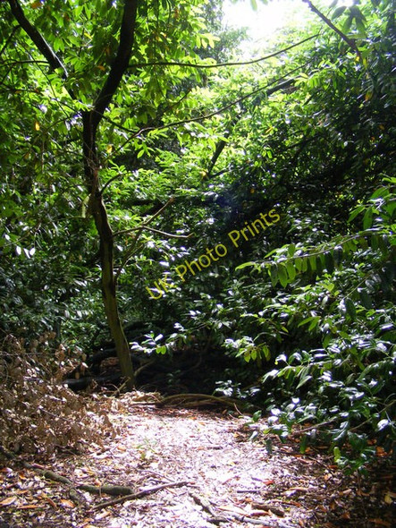 Photo 6"x4" Berkhamsted Place Berkhamsted c2009