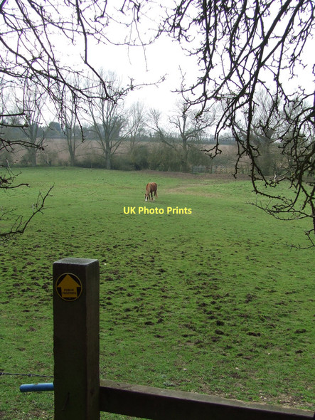 Photo 6"x4" Green Field Button's Green c2011