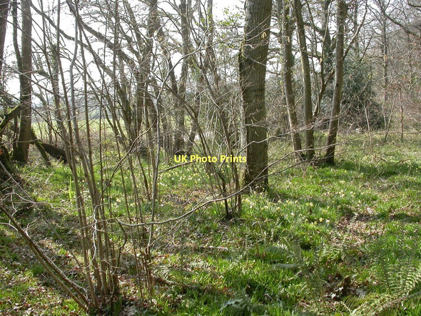 Photo 6"x4" Woodlands, daffodils Sutton Holms c2011