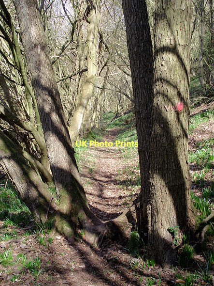 Photo 6"x4" Woodland footpath towards Beckbury, Shropshire Badger c2011