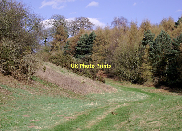 Photo 6"x4" Track by woodland near Badger, Shropshire Badger c2011