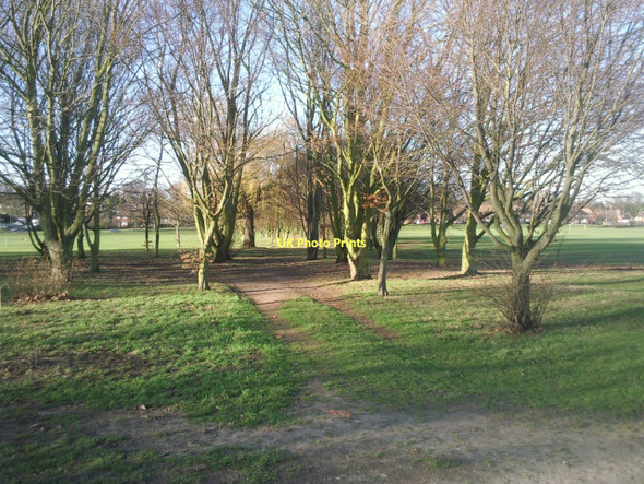Photo 6"x4" Avenue of trees near Hall Place Crayford\/TQ5174 c2011