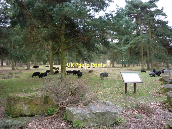 Photo 6"x4" Sheep on Strensall Training Area (Strensall Common) Strensall c2011