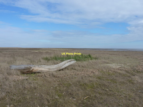 Photo 6"x4" Stranded log east of the saltmarsh Rimac c2011