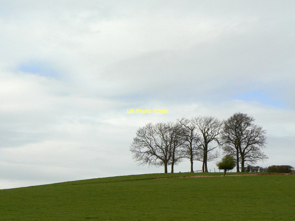 Photo 6"x4" Clump of trees Woodborough\/SK6347 c2011