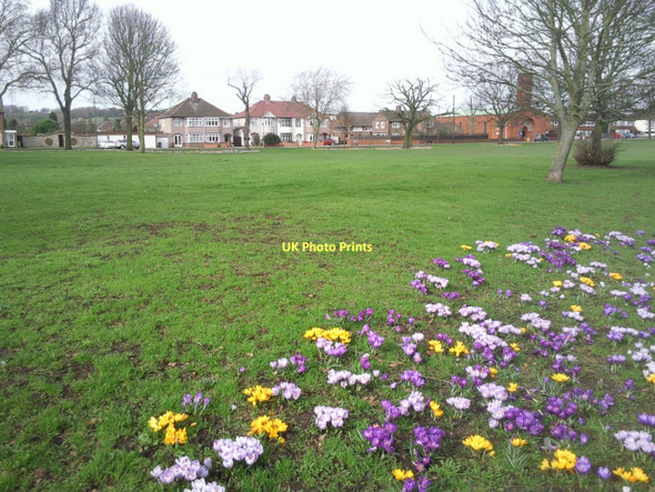 Photo 6"x4" Crocuses on Shoulder of Mutton Green Bexley c2011 P1