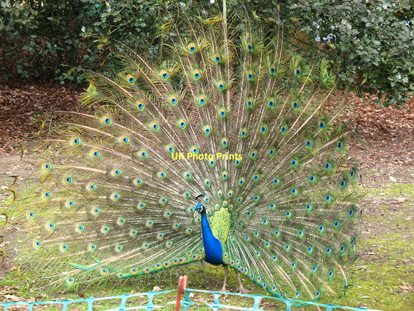 Photo 6"x4" Peacock in Kew Gardens Brentford c2011