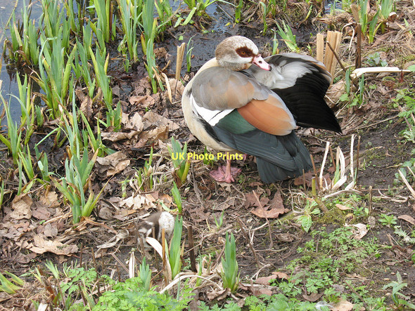 Photo 6"x4" Egyptian goose and gosling, Kew Gardens Brentford c2011