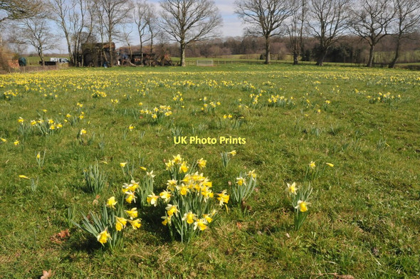 Photo 6"x4" Wild daffodils, Kempley Kempley c2011