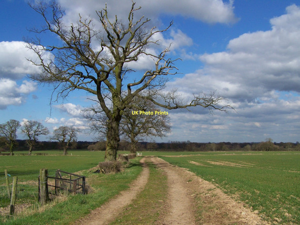 Photo 6"x4" Footpath Near Ivetsey Bank Bishops Wood c2011 P1