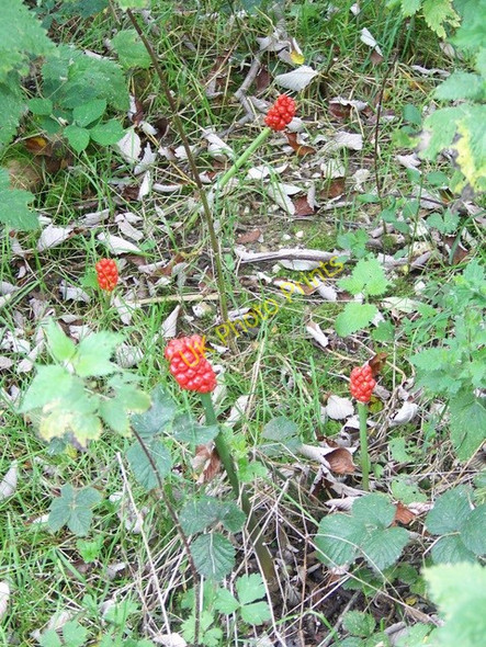 Photo 6"x4" Cuckoo-pint (Arum maculatum), Compton Down Compton Chamberlayne c2009