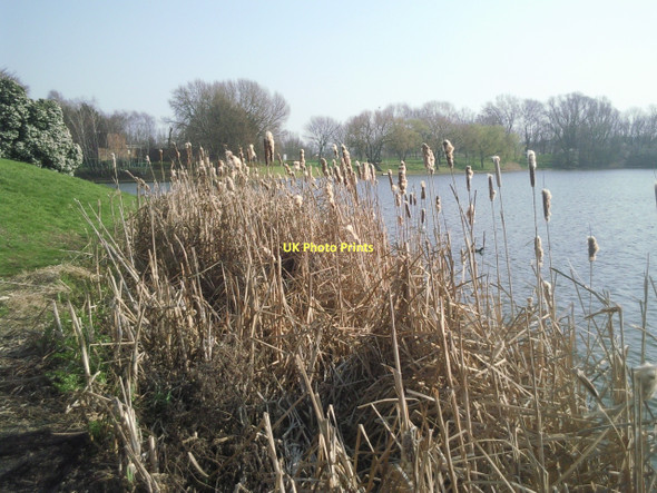 Photo 6"x4" Great reedmace on the bank of Birchmere Thamesmead c2011