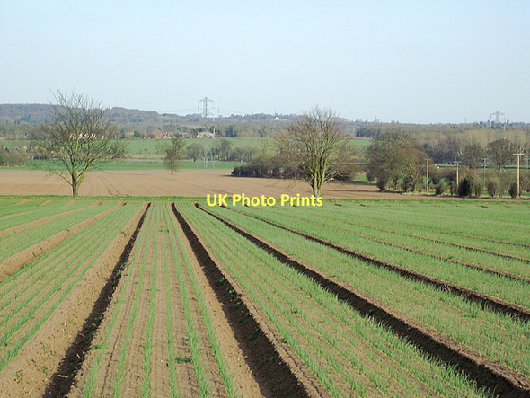 Photo 6"x4" Crop field north of Badger, Shropshire Badger c2011