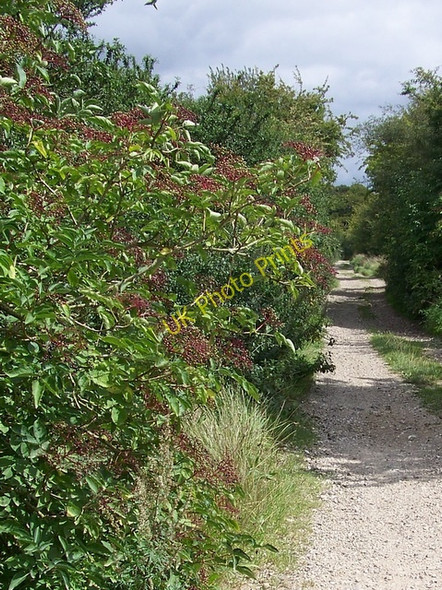 Photo 6"x4" Elder by the byway, Compton Down Compton Chamberlayne c2009