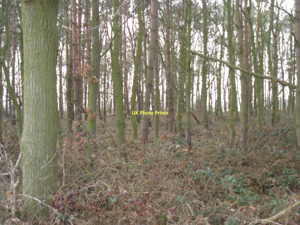 Photo 6"x4" Woodland near Wood Farm Brind c2011