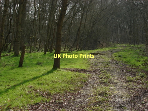 Photo 6"x4" Woods north of Hookstone Farm Brook Place\/SU9561 c2011