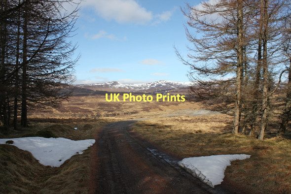 Photo 6"x4" Track leaving Dalnacardoch Wood Dalnacardoch Wood c2011