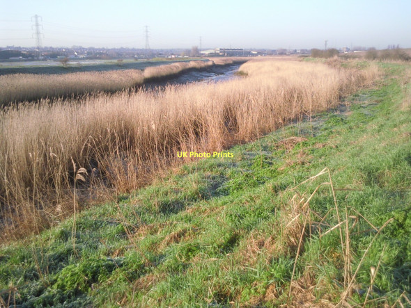 Photo 6"x4" Reed beds alongside the River Cray Crayford\/TQ5174 c2011