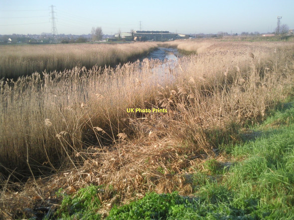 Photo 6"x4" Reed beds alongside the River Cray Crayford\/TQ5174 c2011