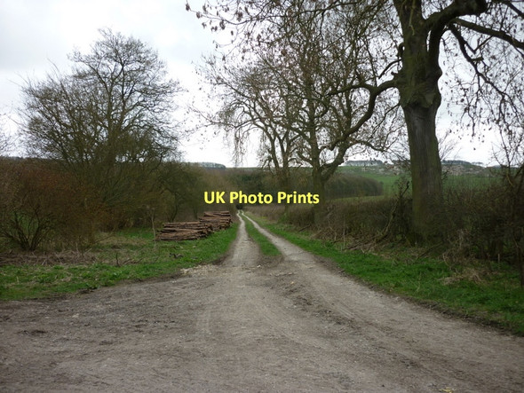 Photo 6"x4" A track leading to Oxpasture Wood Wharram Percy c2011